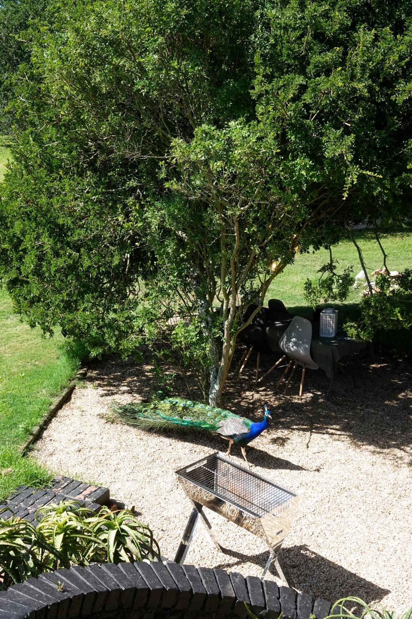 Soutelande Country Stay - Close To 1#Beach In Pe Puerto Elizabeth Exterior foto